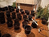 [FOTO] Plantacja marihuany zlikwidowana