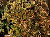 [FOTO] Plantacja marihuany zlikwidowana