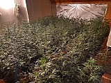 [FOTO] Plantacja marihuany zlikwidowana