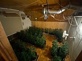 [FOTO] Plantacja marihuany zlikwidowana