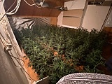 [FOTO] Plantacja marihuany zlikwidowana