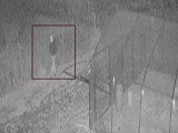 Ktoś poprzecinał foliak na pomidory. Sprawcę nagrała kamera